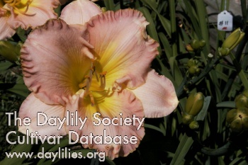 Daylily Pink Ambrosia